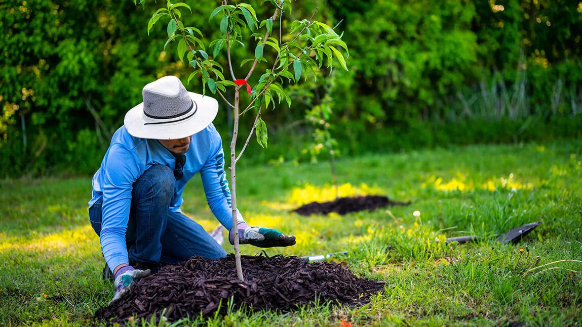 How to Choose the Right Tree for Your Space