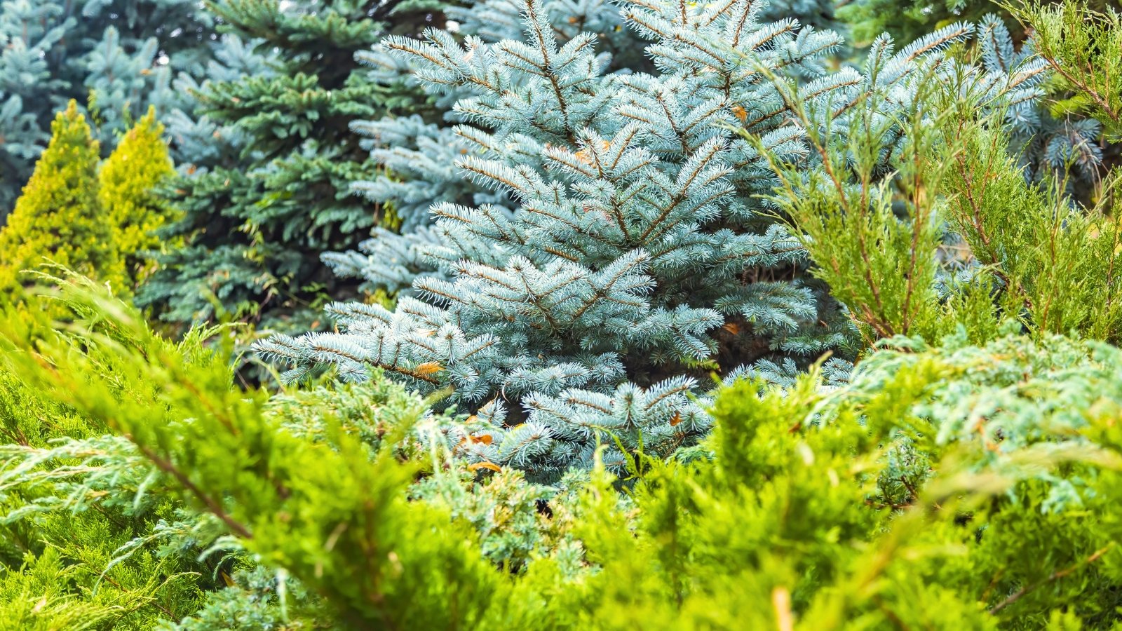 Watering and Soil Requirements for Large Trees
