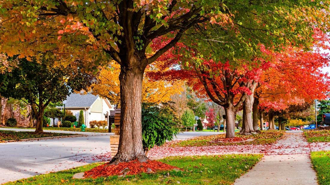 Essential Care Tips for Mature Trees