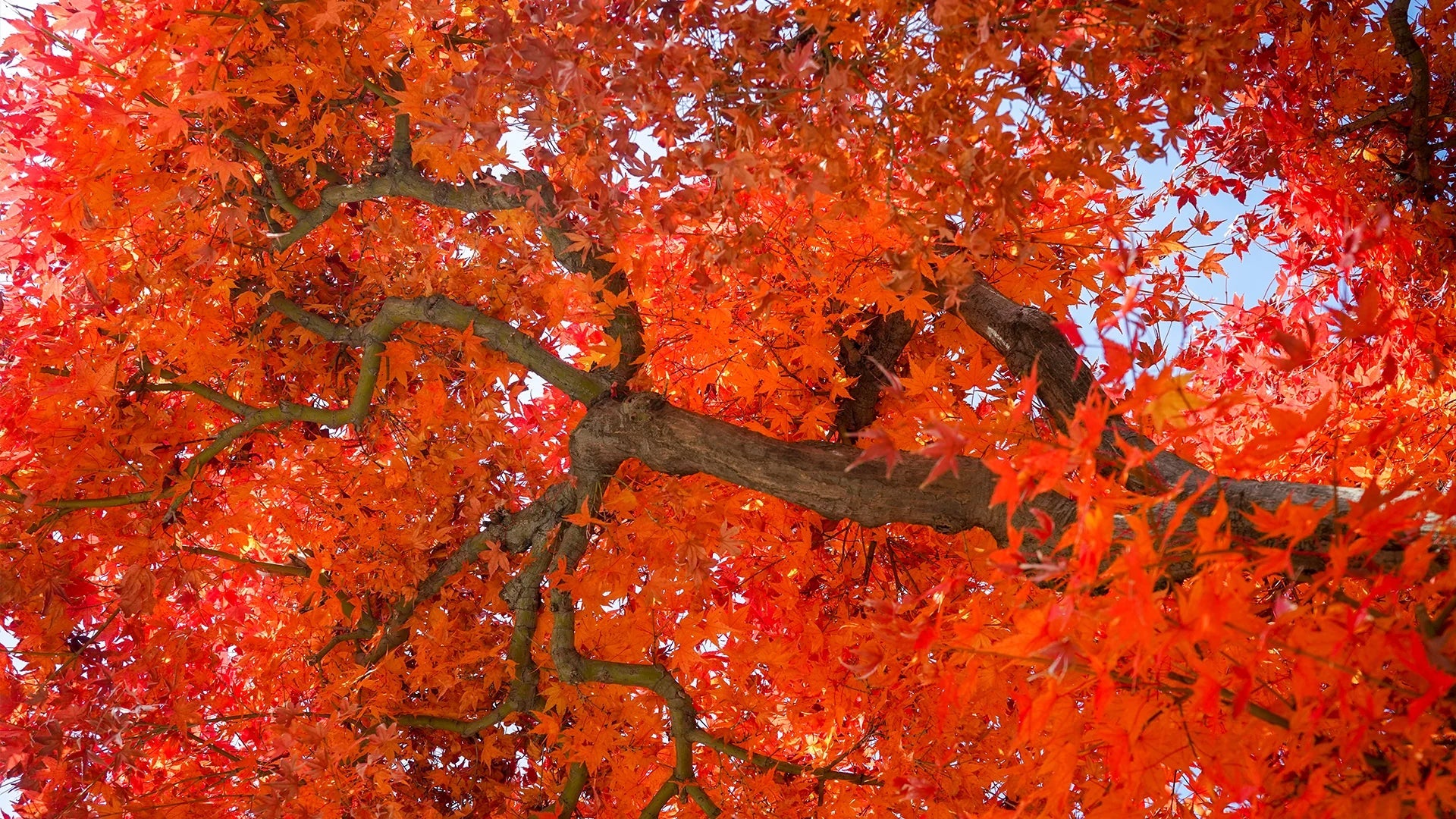 Choosing the Right Large Tree for Your Garden