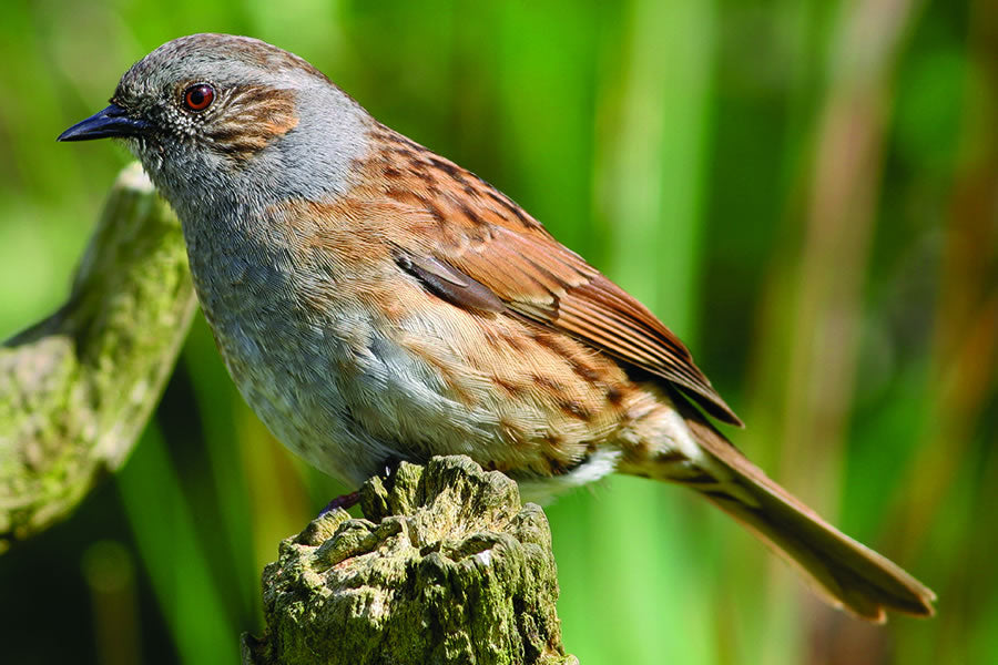 How to Create a Bird-Friendly Garden with NZ Trees