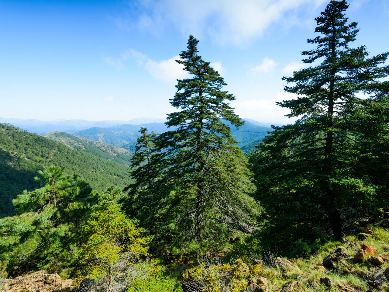 Common Mistakes When Planting Large Trees