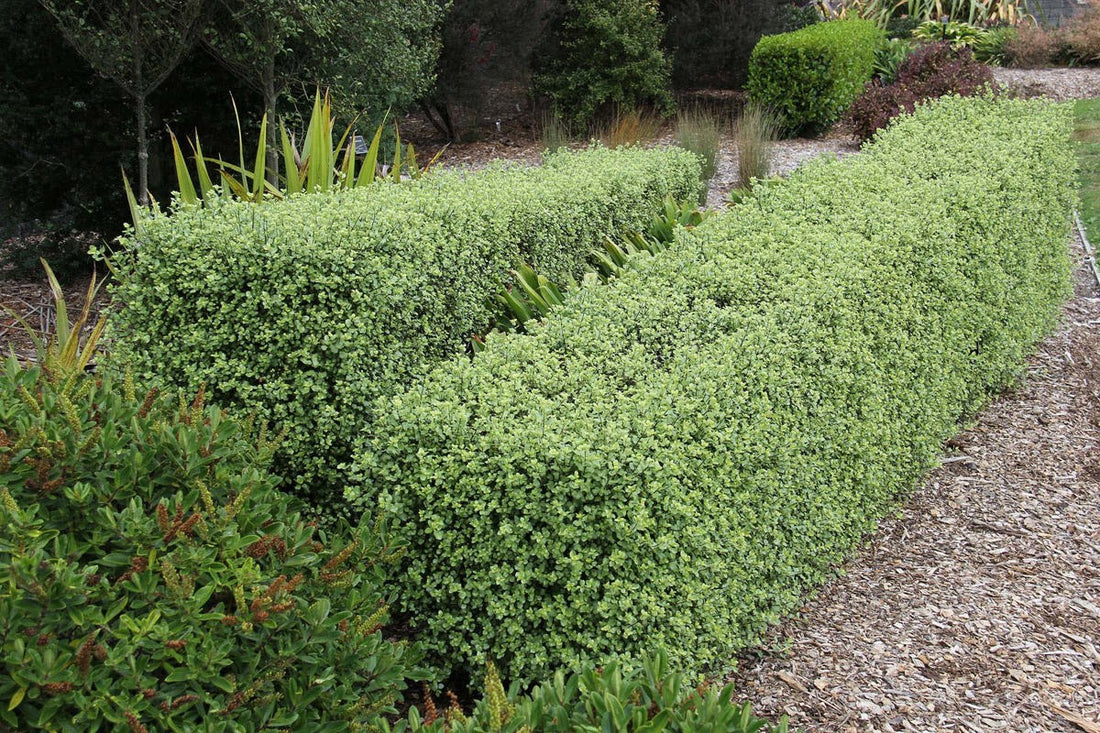 Top Privacy Trees for Fast Results