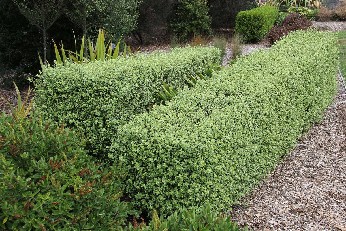 Top Privacy Trees for Fast Results