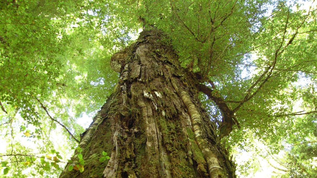 The Ultimate Guide to Planting Trees in New Zealand