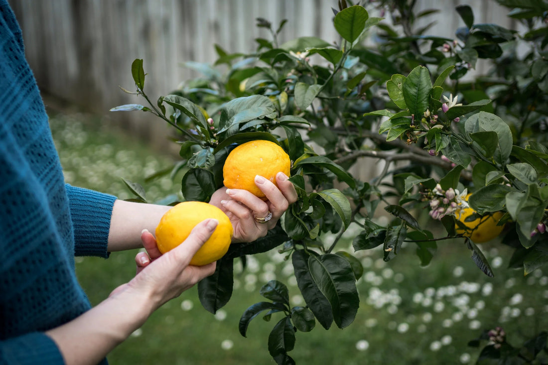 Fruit Trees 101: How to Plant, Prune & Get Your Best Harvest