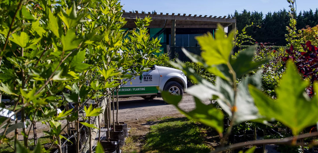 How to Keep Your Large Trees Healthy Year-Round
