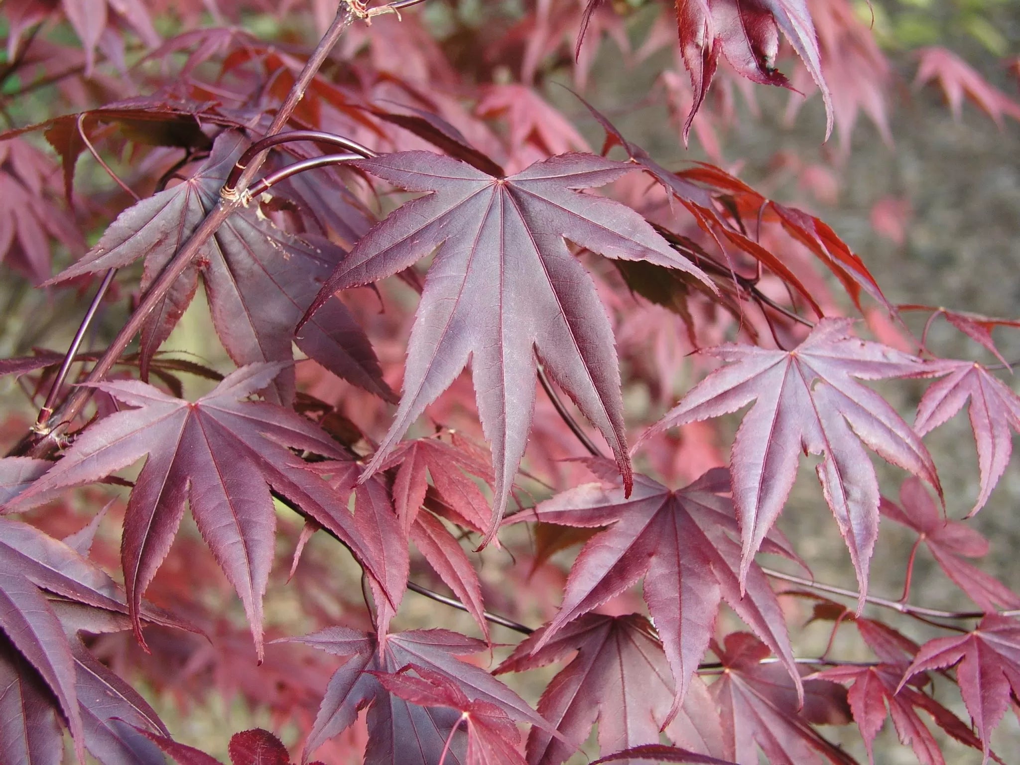 Deciduous