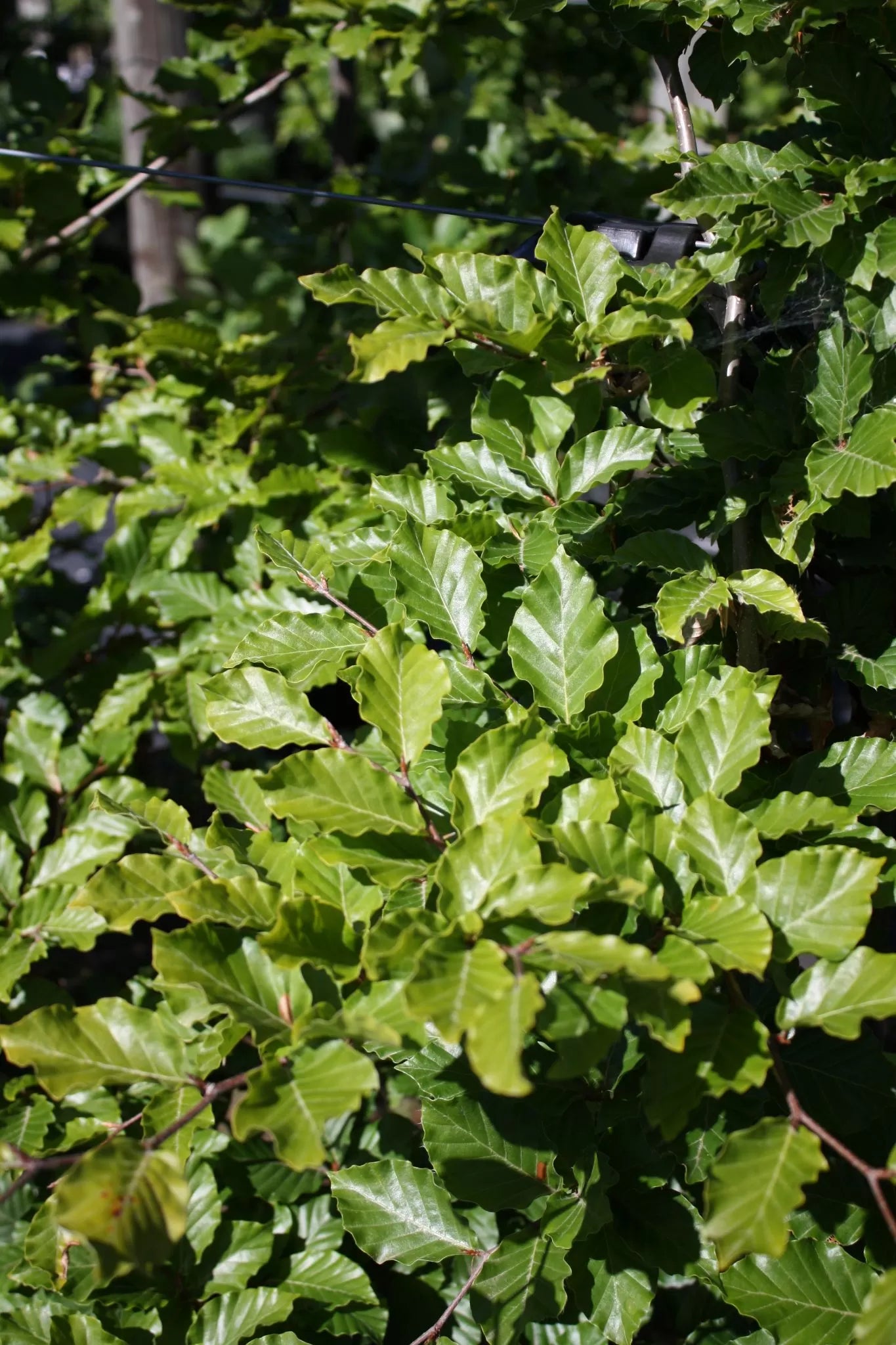 Landscape Shrubs
