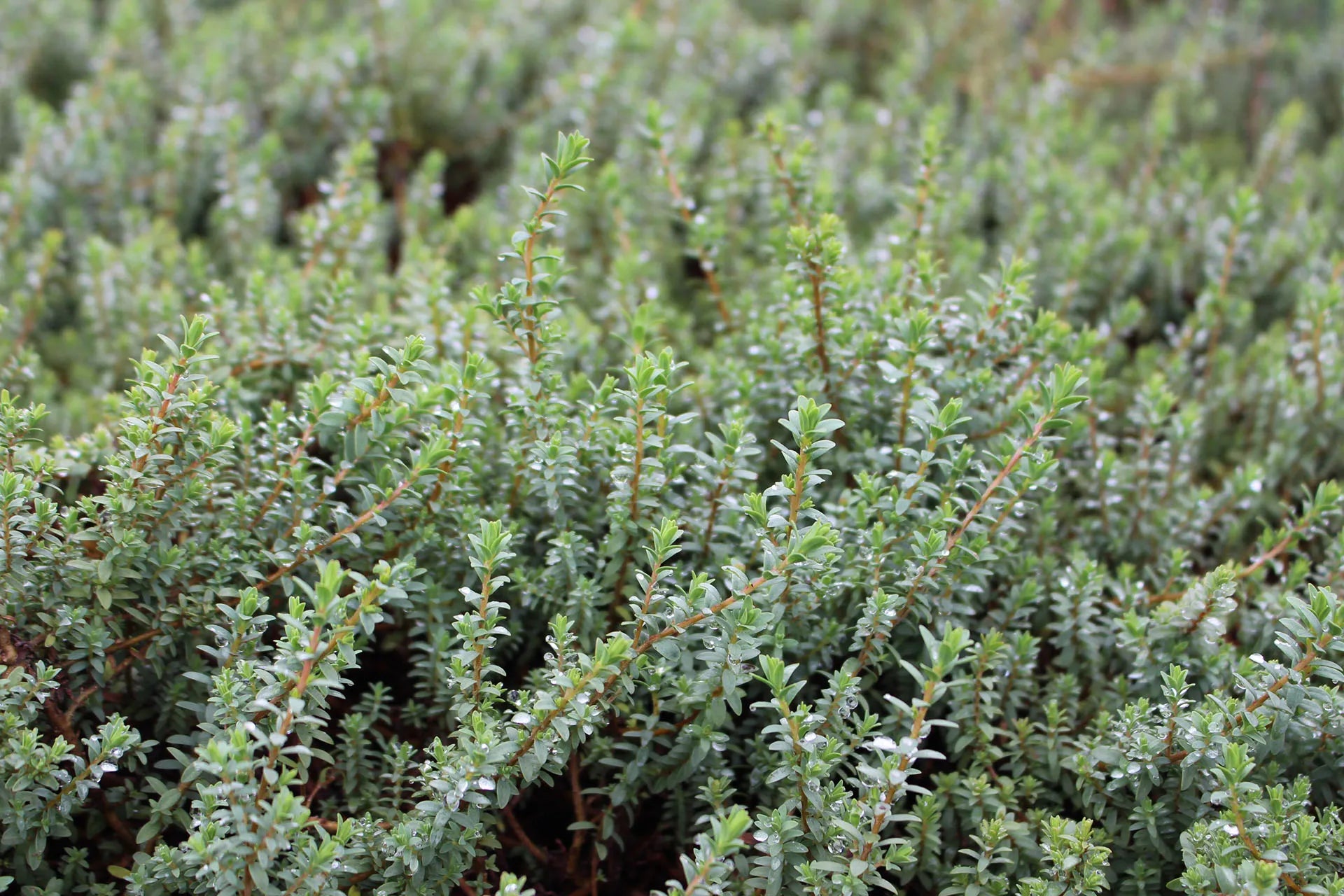 Ground Cover