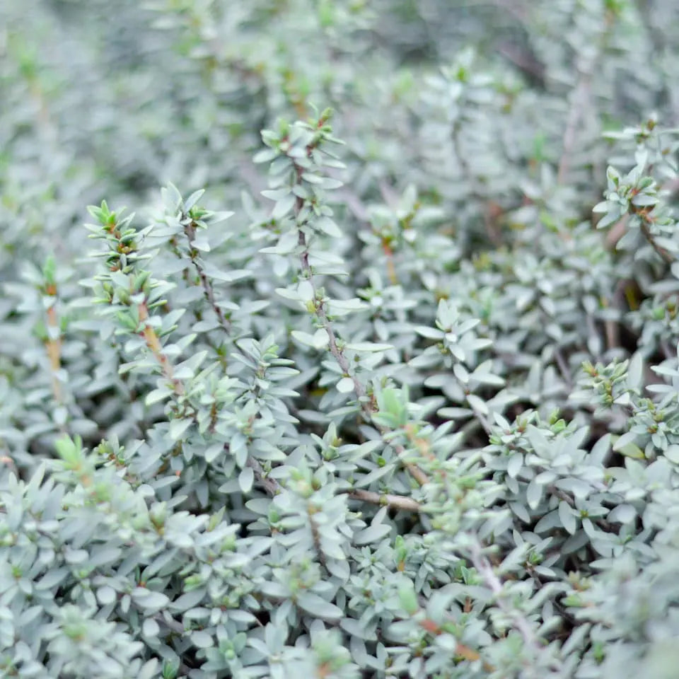 Landscape Shrub