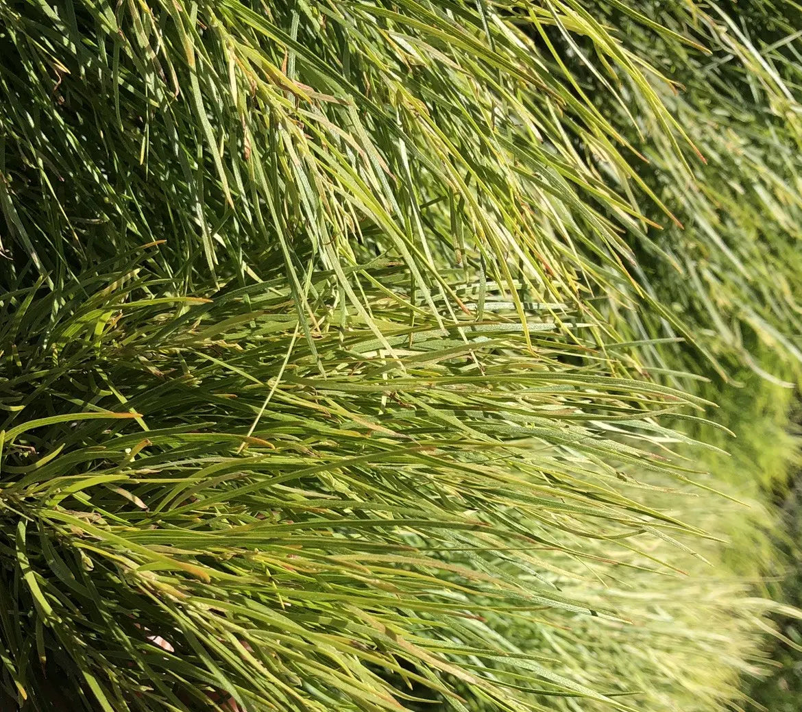 Acacia | Limelight | 2.5L