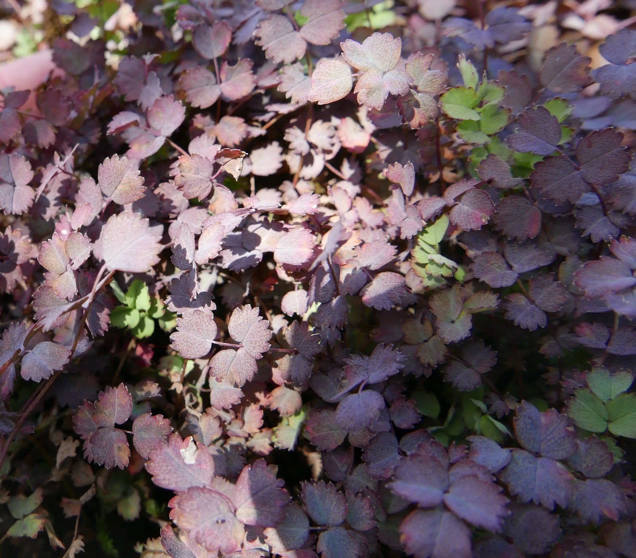 Acaena | Purpurea | 2L