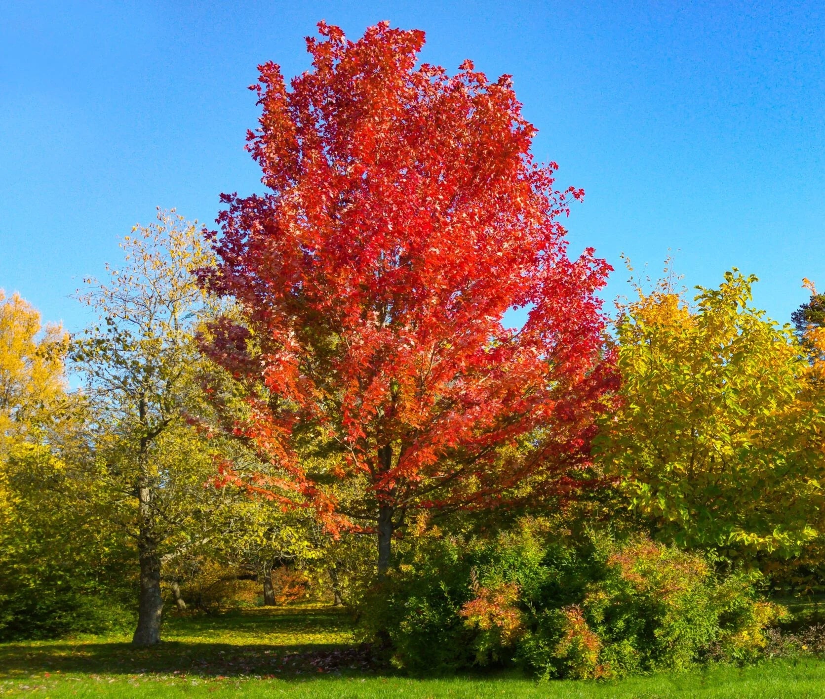 Acer | Autumn Blaze | PB40