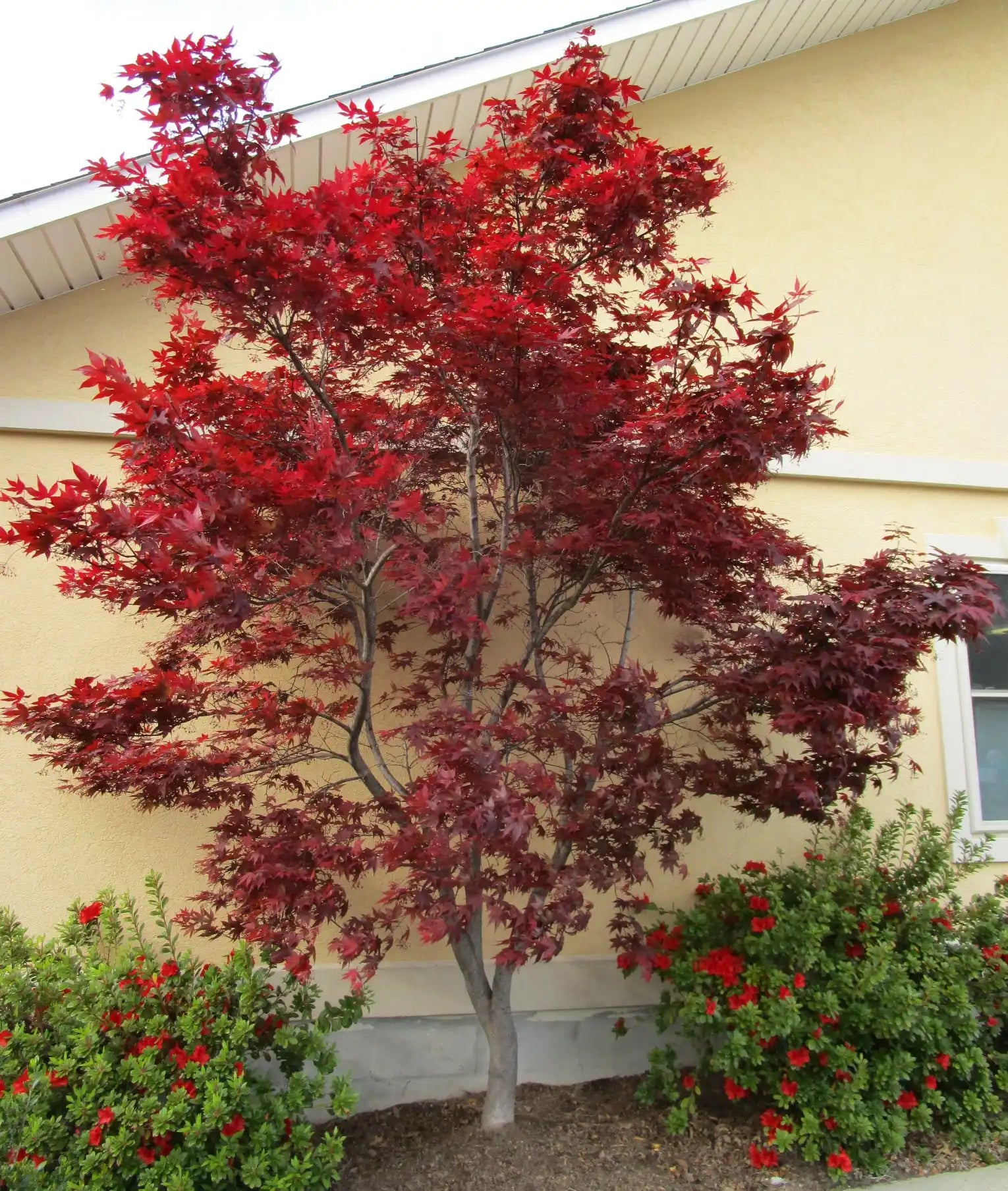 Acer palmatum | Bloodgood | 45L