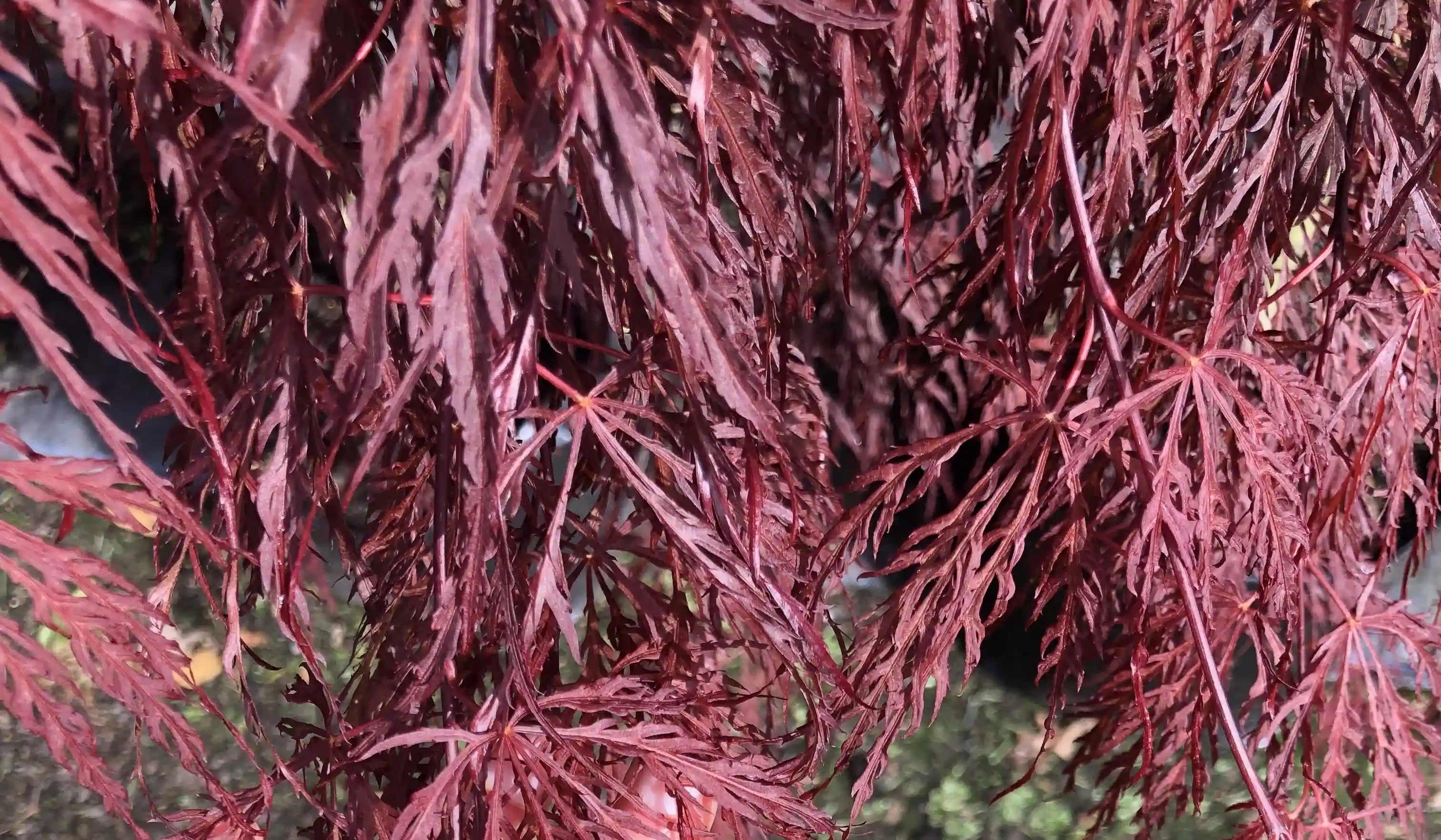 Acer palmatum diss | Crimson Queen | 45L