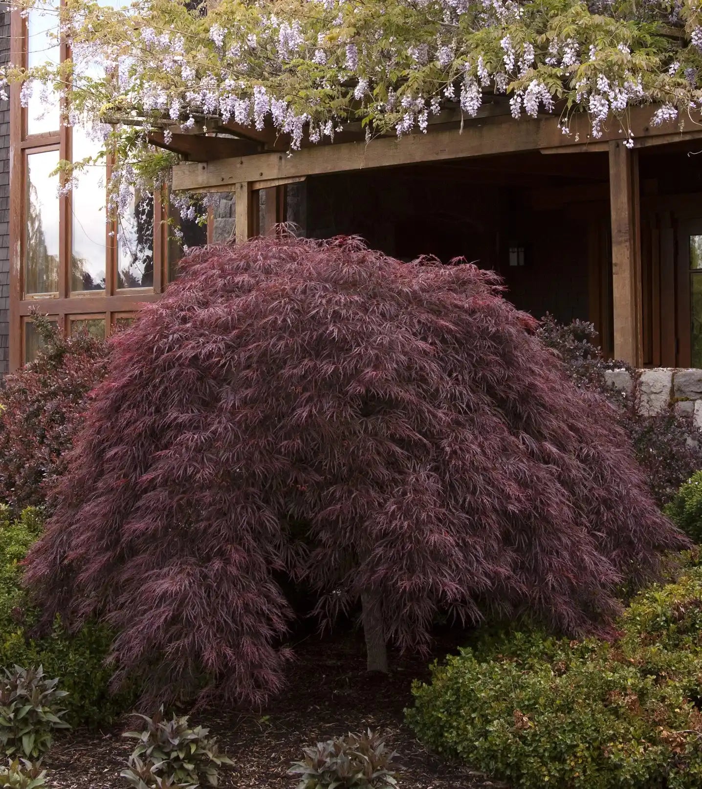 Acer palmatum diss | Crimson Queen | PB40