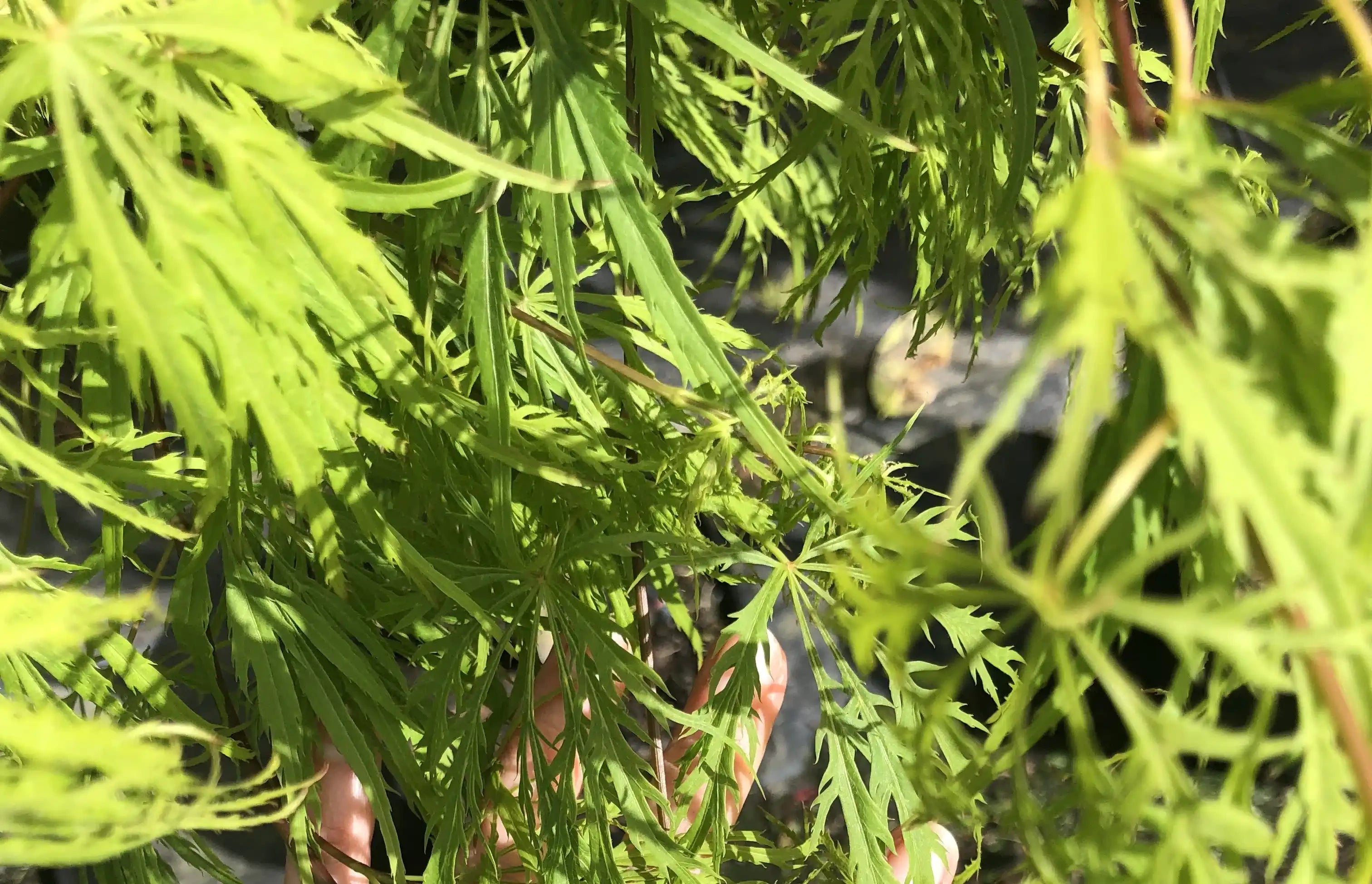 Acer palmatum diss | Viridis | PB40