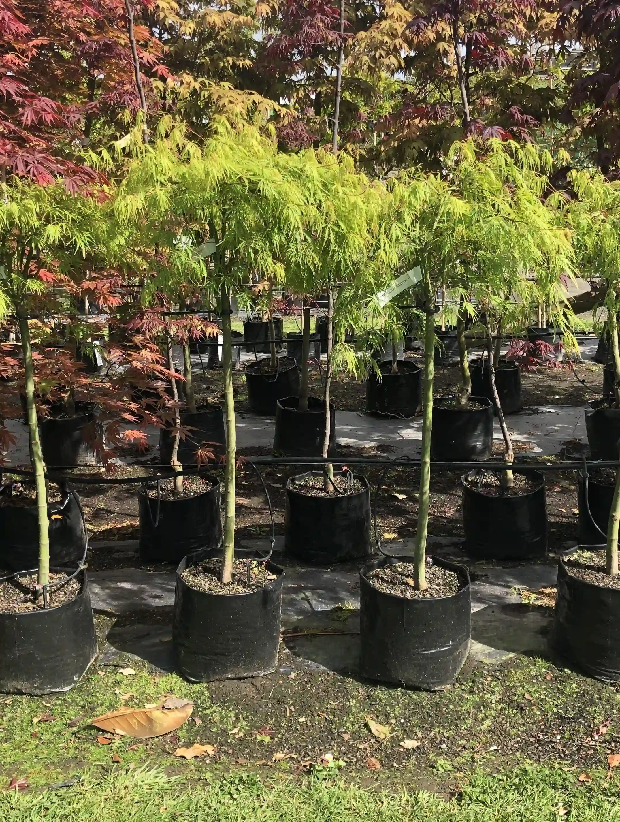 Acer palmatum diss | Viridis | 45L