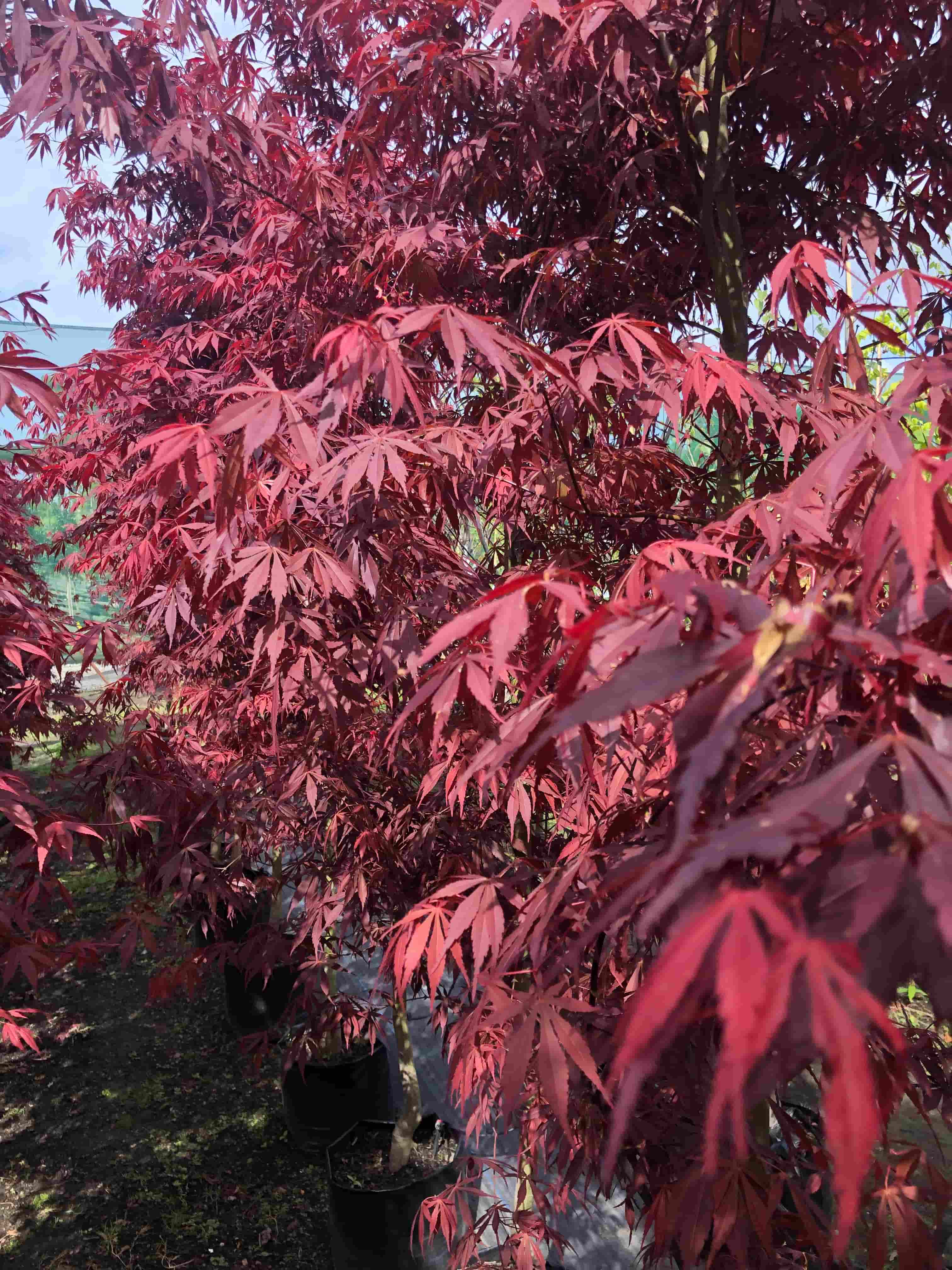 Acer palmatum | Sumingashi | 45L