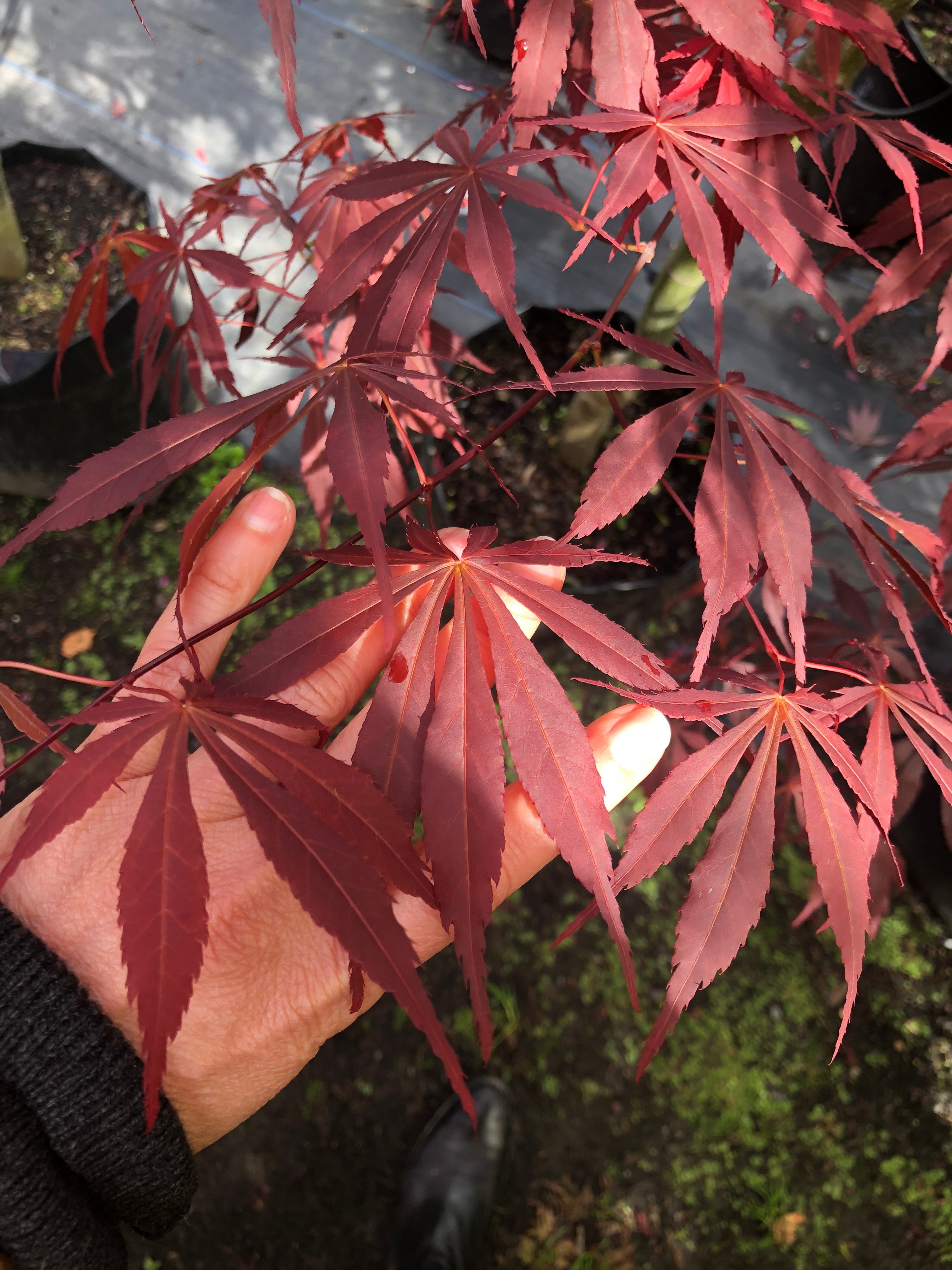 Acer palmatum | Sumingashi | 45L