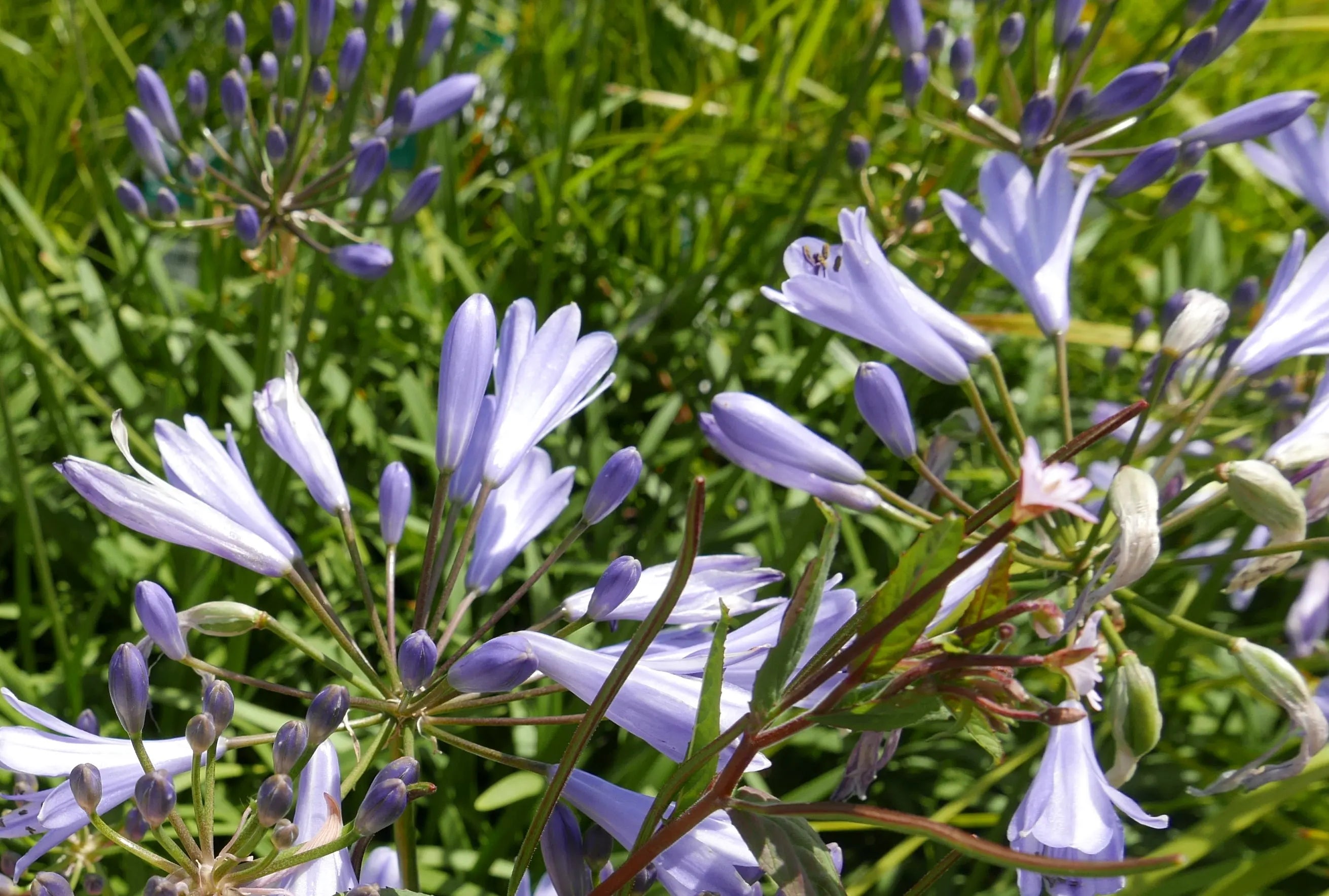 Agapanthus | Streamline | 2.5L