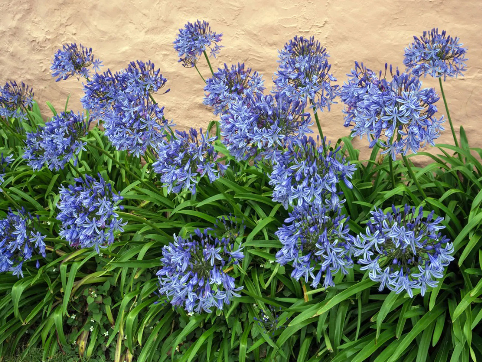 Agapanthus | Streamline | 2.5L