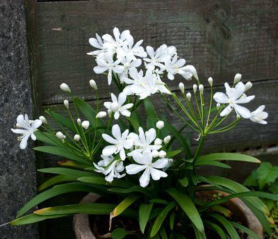 Agapanthus | Agapetite | 1.3L