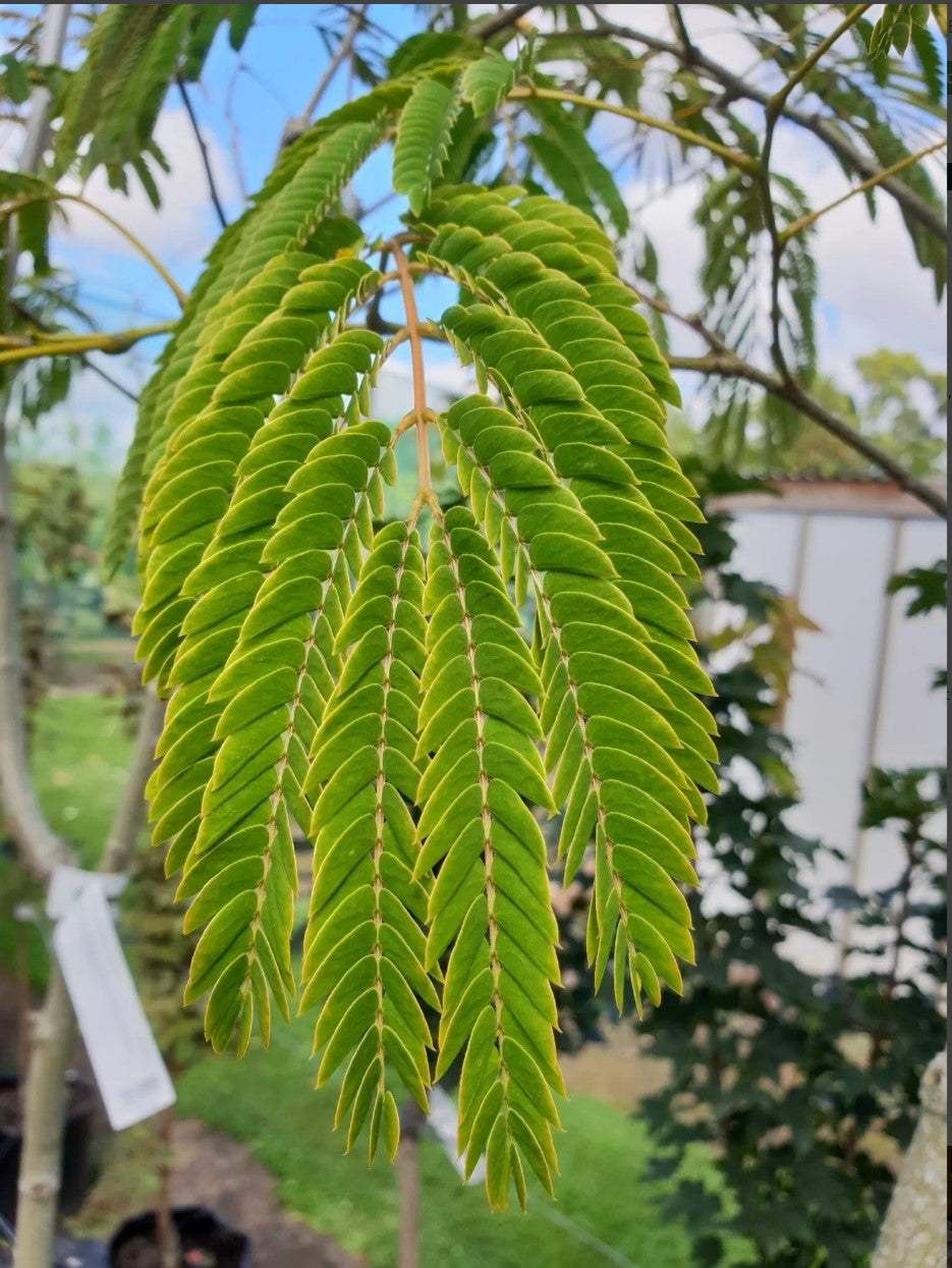 Albizia julibrissen | Red Silk | PB40