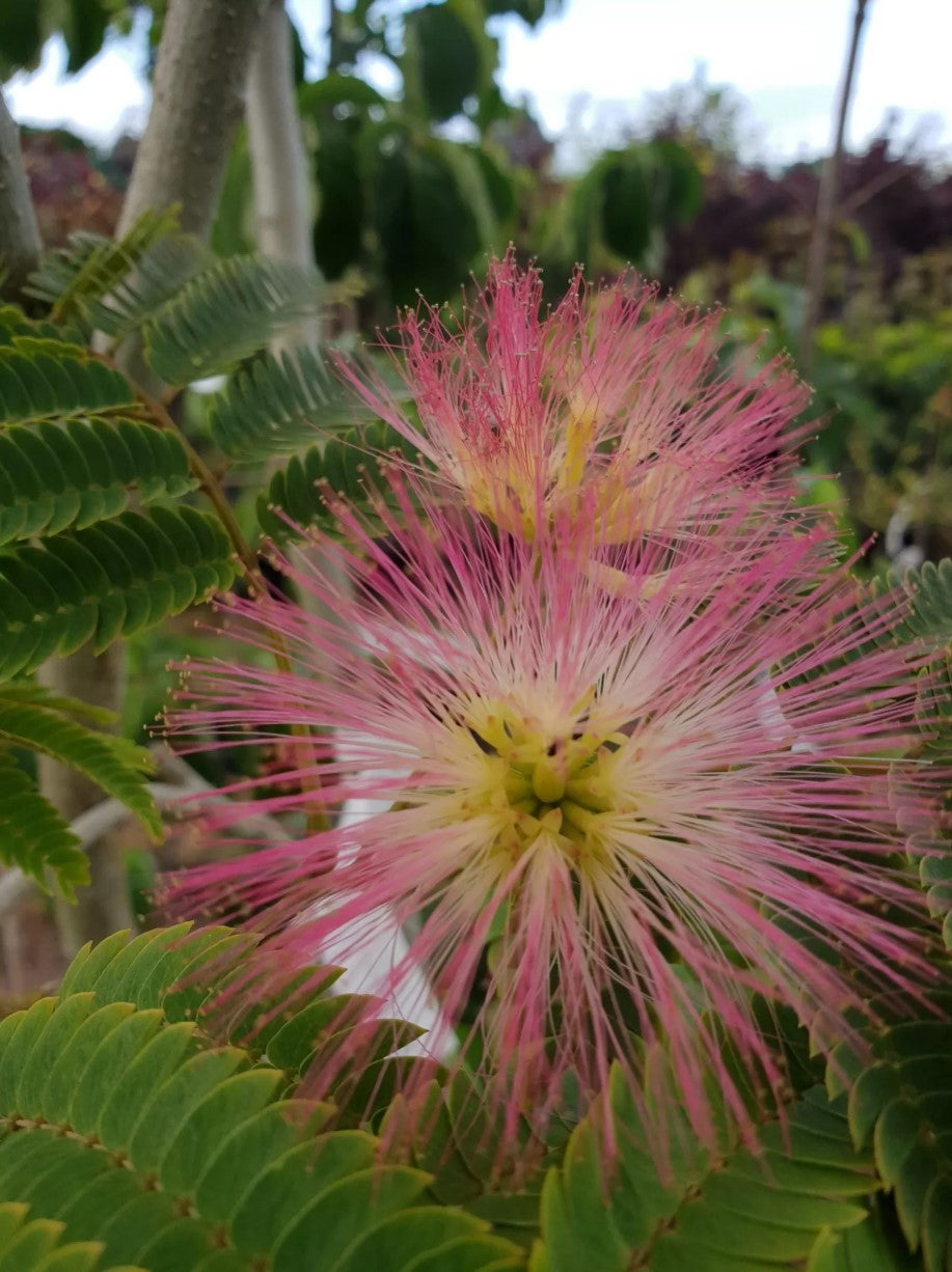 Albizia julibrissen | Red Silk | PB40