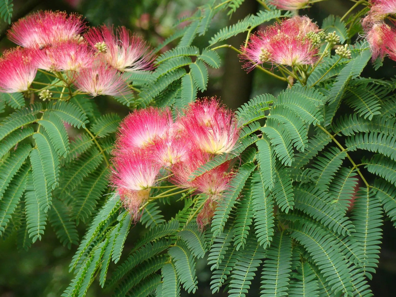Albizia julibrissin | Rosea | 45L