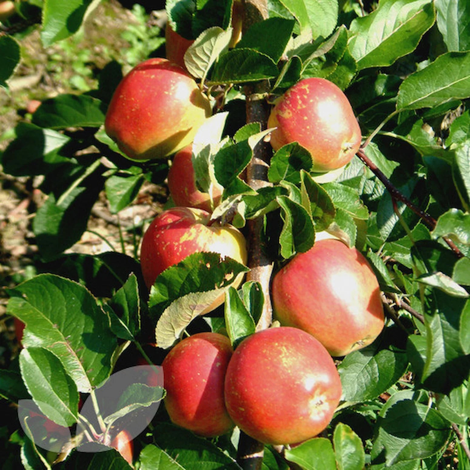 Apple | Braeburn | PB40