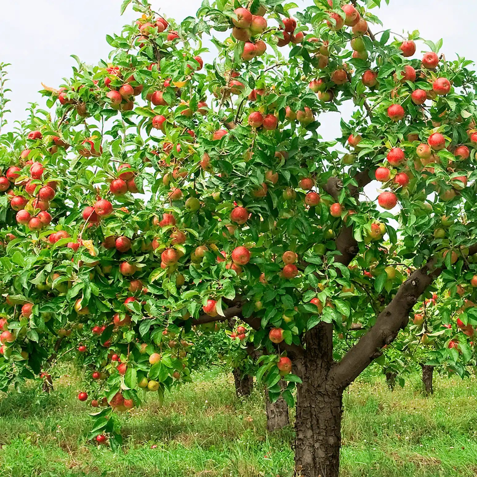 Apple | Braeburn | PB40