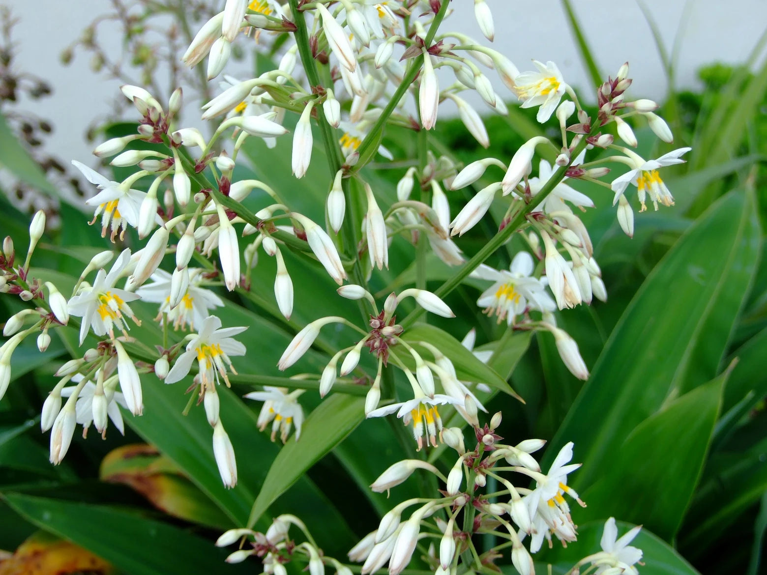 Arthropodium | Matapouri Bay
