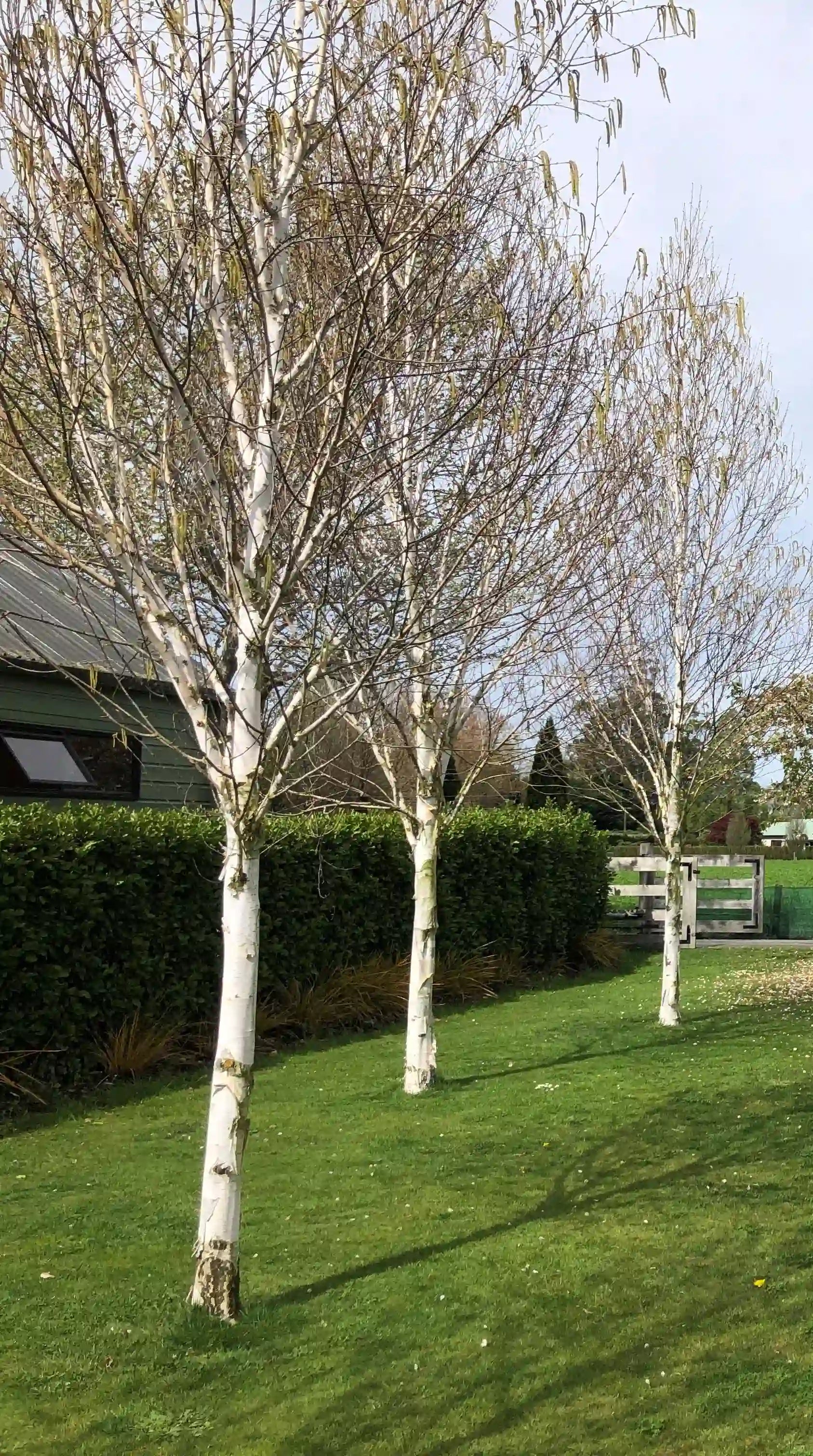 Betula | White Spire | 160L