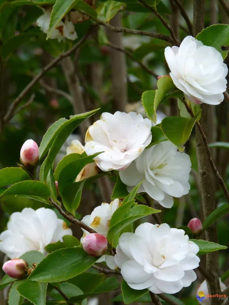 Camellia | Cinnamon Cindy | 4L