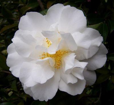 Camellia | Blizzard | PB6.5