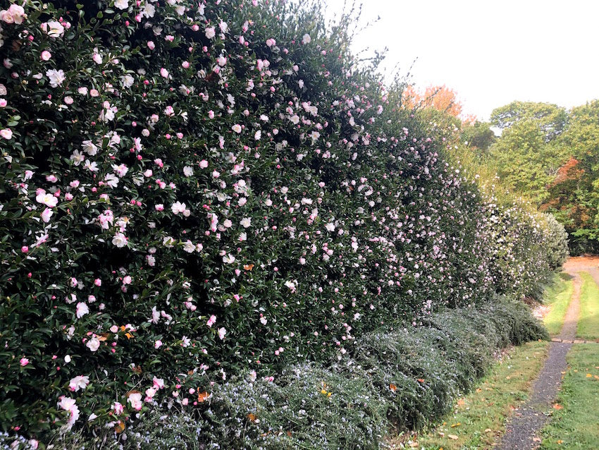 Camellia | Paradise Blush | 10L