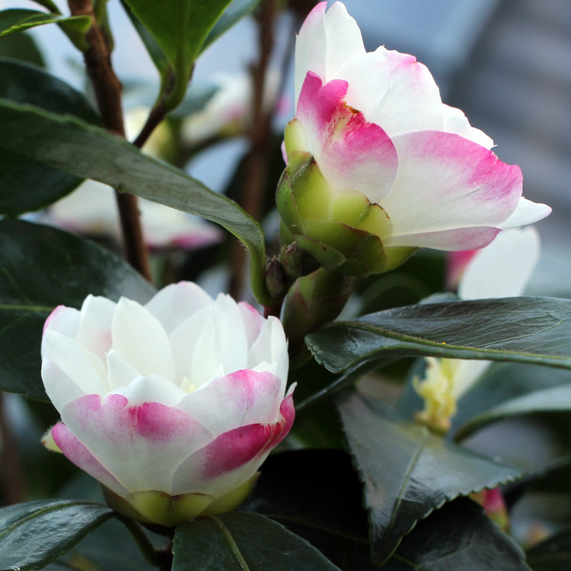 Camellia | Paradise Blush | 10L