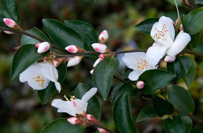 Camellia | transnokoensis | 14L