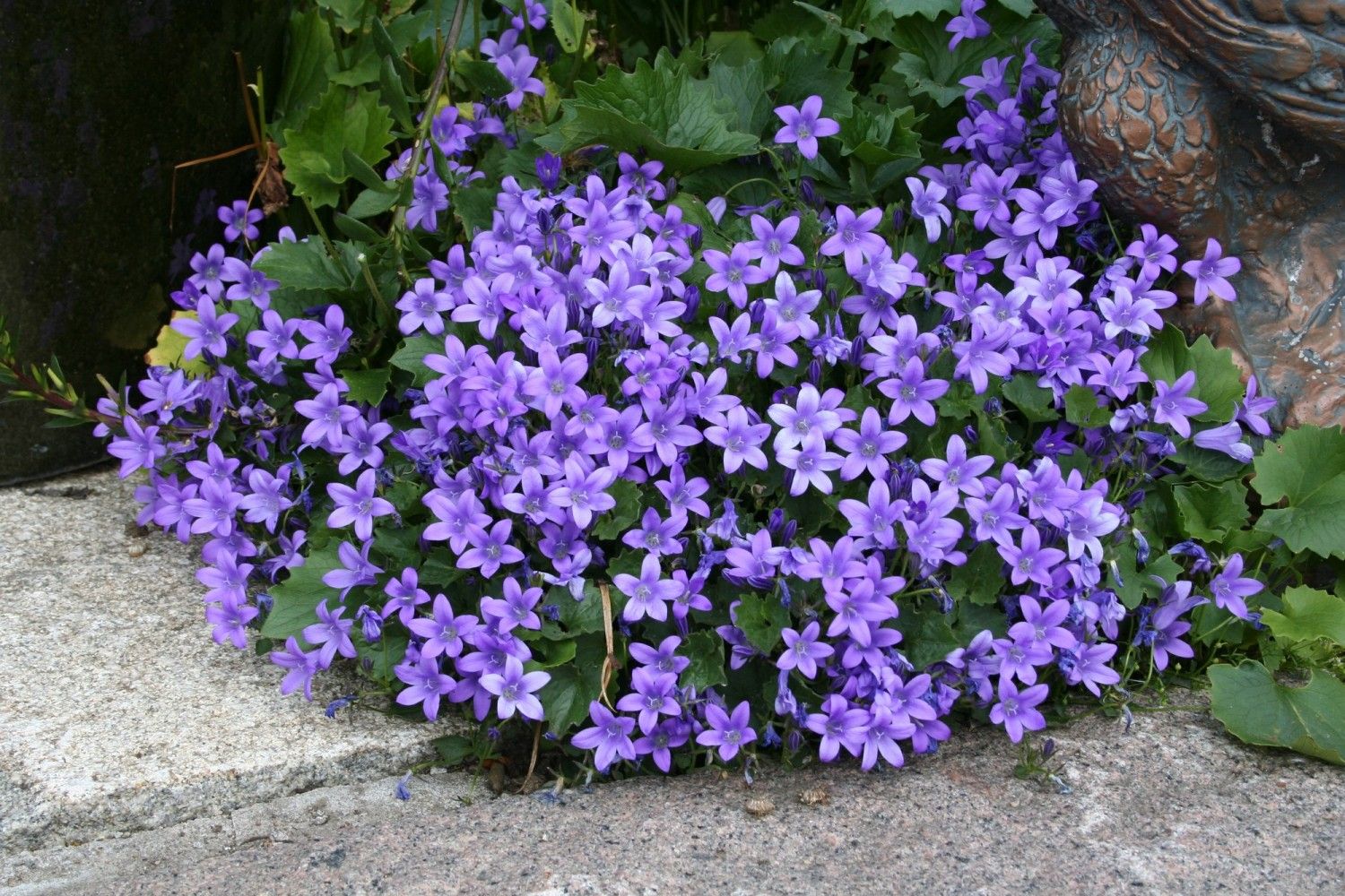 Campanula | portenschlagiana Resholt | PB3