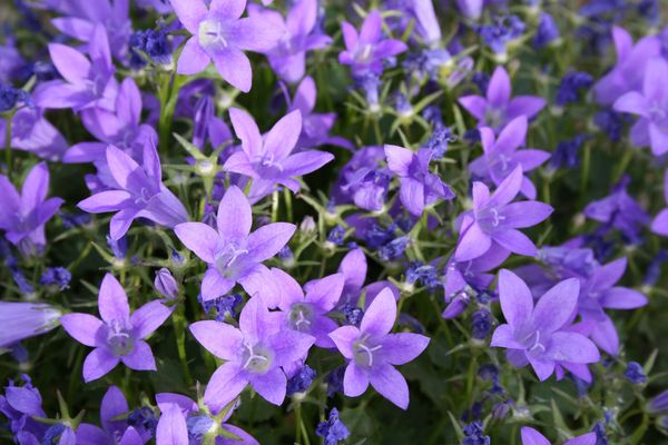 Campanula | portenschlagiana Resholt | PB3