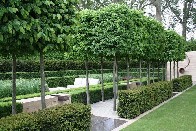 Carpinus betulus | 2.5L