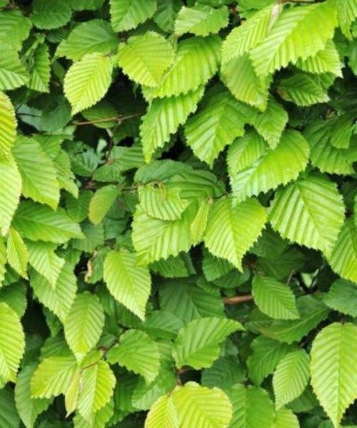 Carpinus betulus | 2.5L