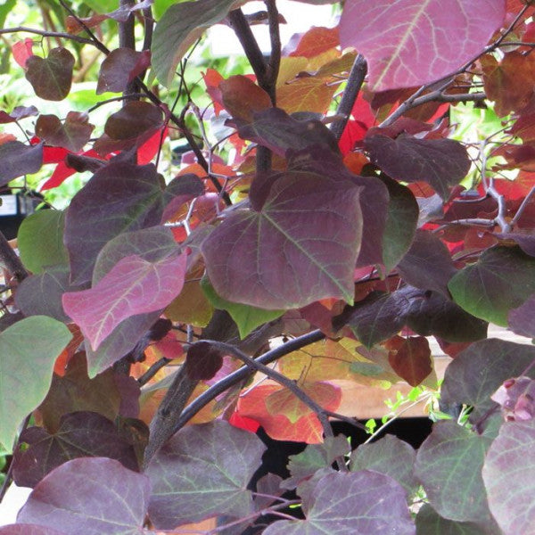 Cercis | Forest Pansy | 45L