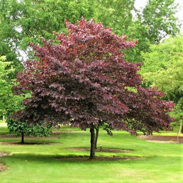 Cercis | Forest Pansy | 45L