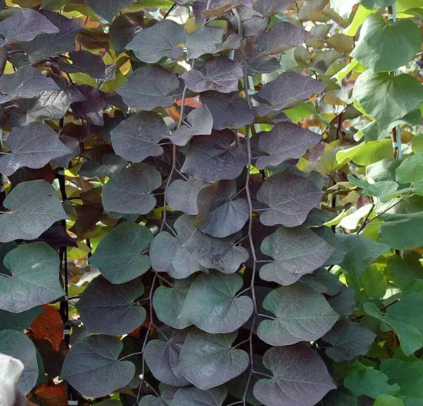 Cercis | Ruby Falls | 35L