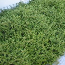 Coprosma | Hawera | 2.5L