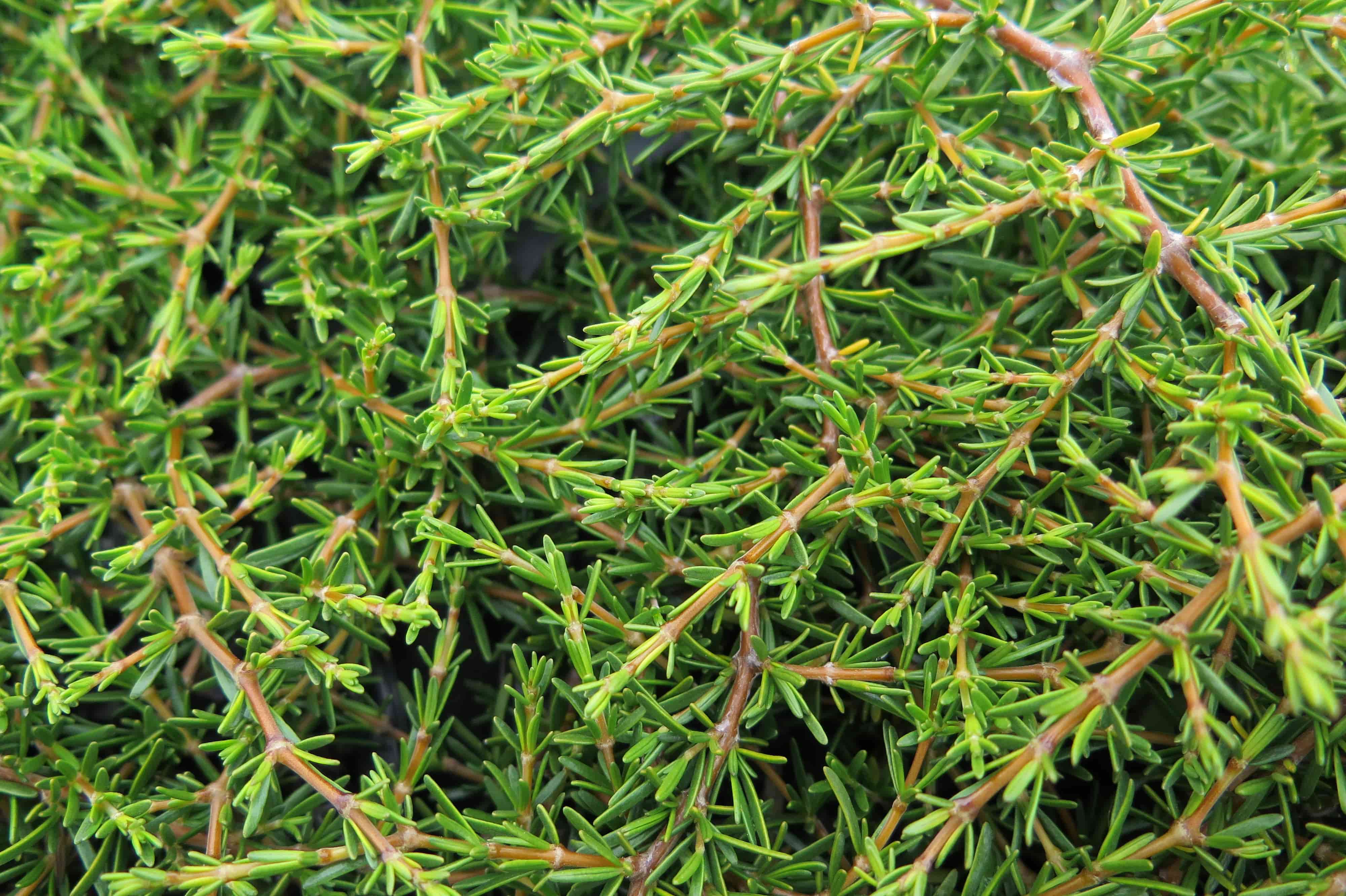 Coprosma | Hawera | 2.5L