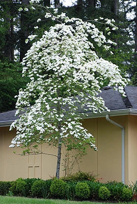 Cornus | Eddies White Wonder | PB40